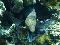 Muräne